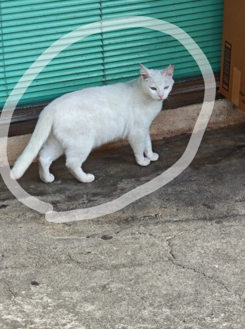 Xiaomi15消しゴムPro