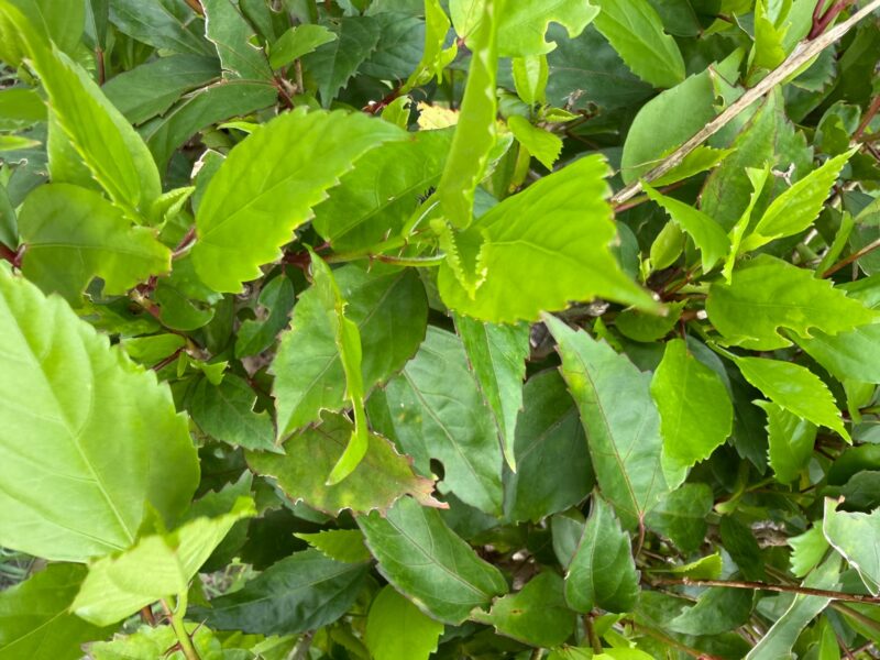 iPhone17カメラ撮影(マクロ)