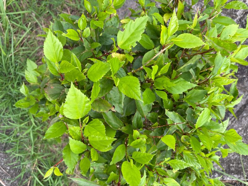 iPhone17カメラ撮影(標準)